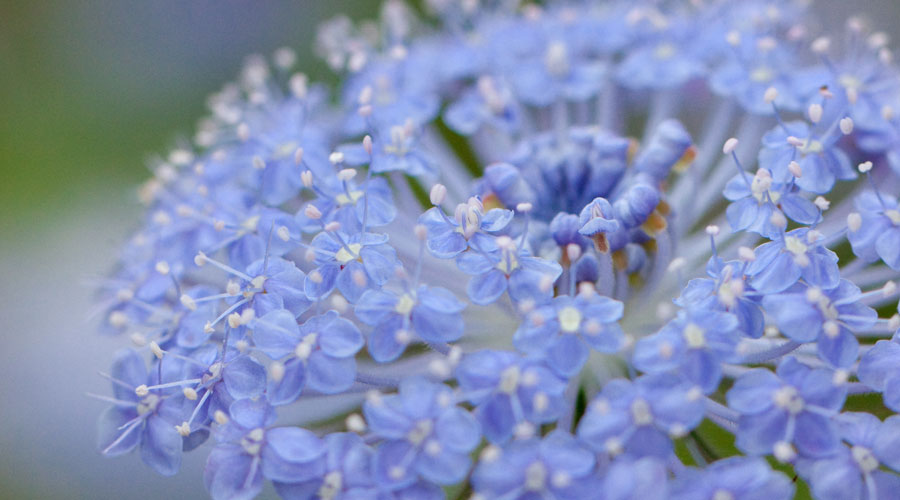 Blue Lace Flower - Harvesting History