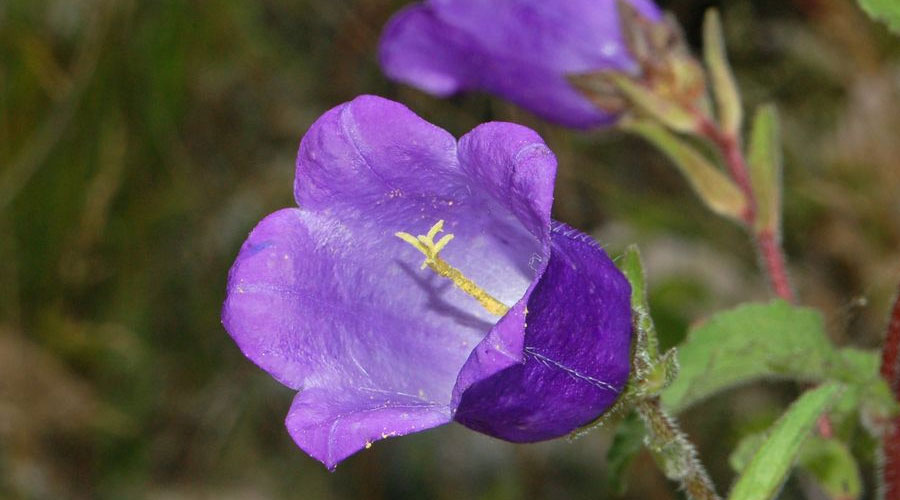 Canterbury Bells - Harvesting History