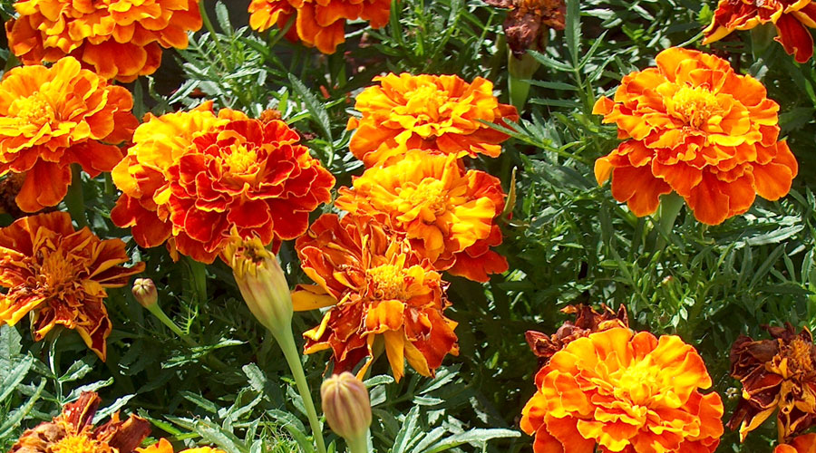 indian marigold flower scientific name