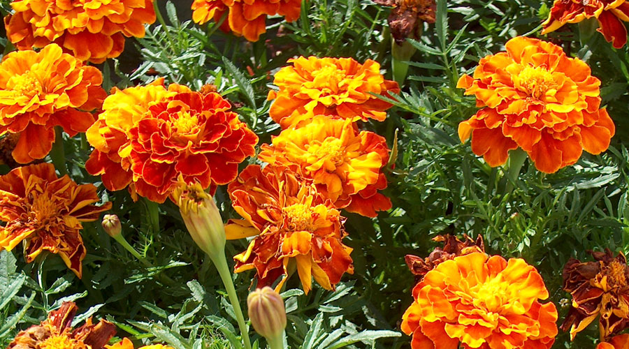 Marigolds - Harvesting History