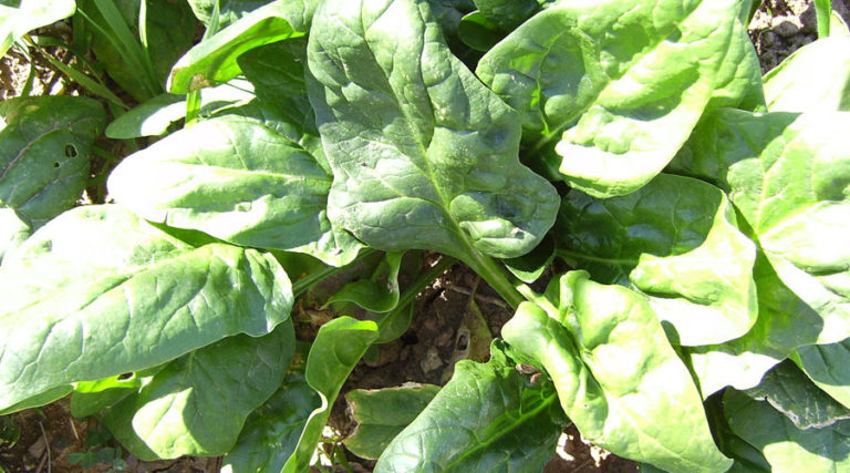 The Spinach - Harvesting History