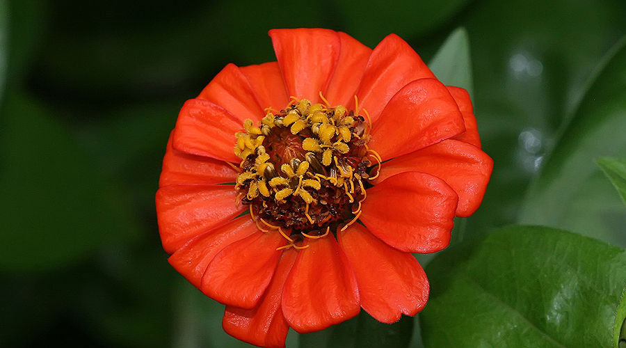 The Zinnia A Flower For All Gardens Harvesting History