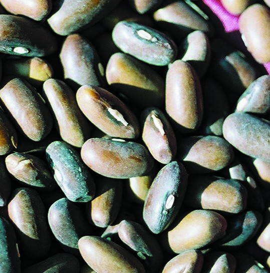 bushbeanburpeestringless Harvesting History