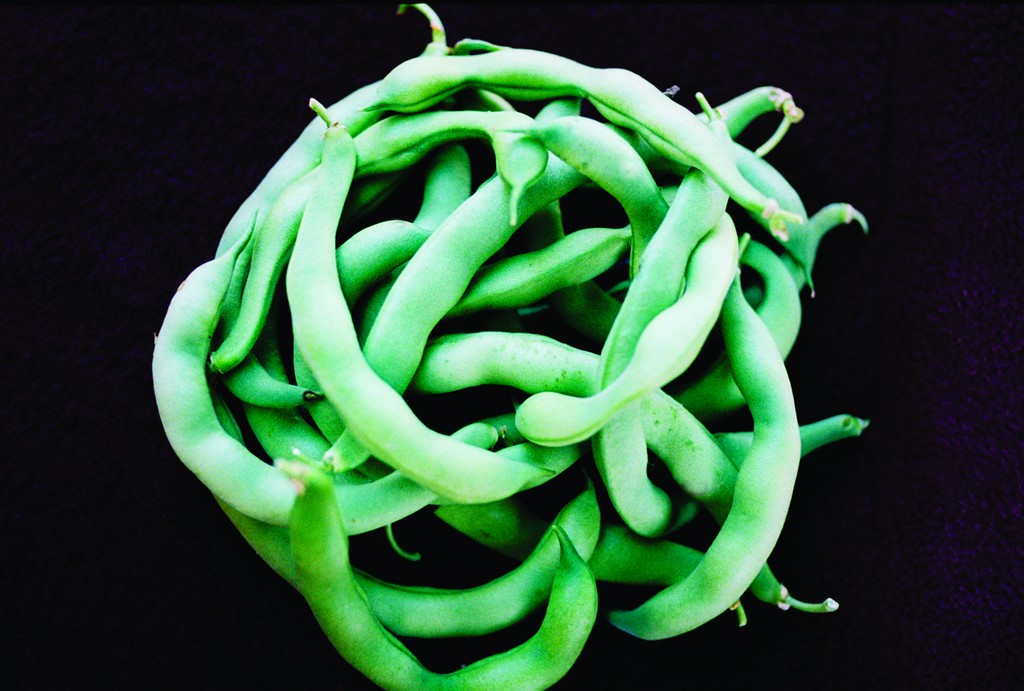 bushbeanbushkentucky125r40198 Harvesting History