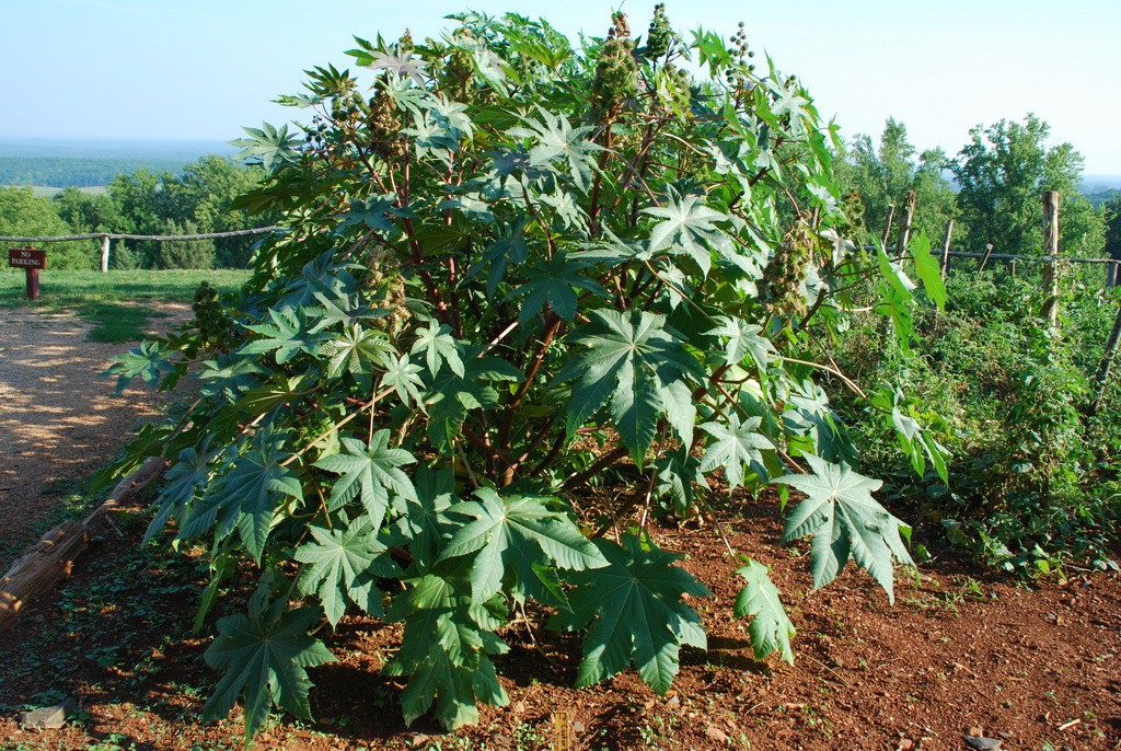 Castor Bean I Harvesting History