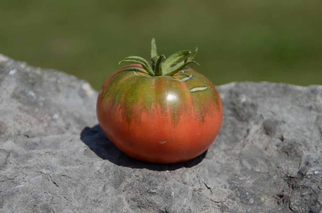 Cherokee Purple Harvesting History