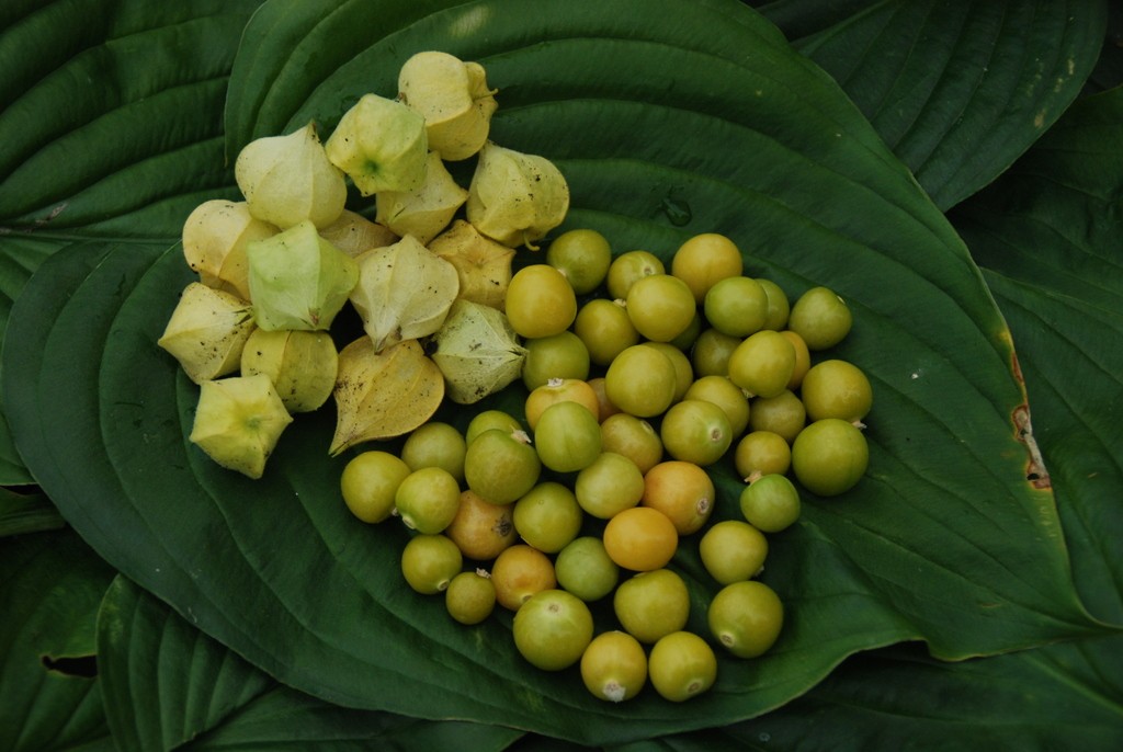 Ground Cherries Harvesting History