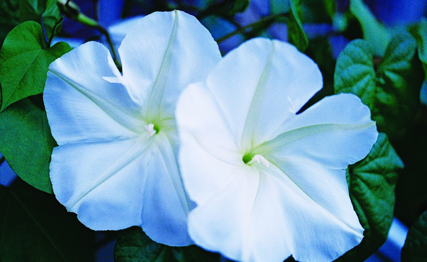 Night Blooming Moon Flowers - Growing With Plants