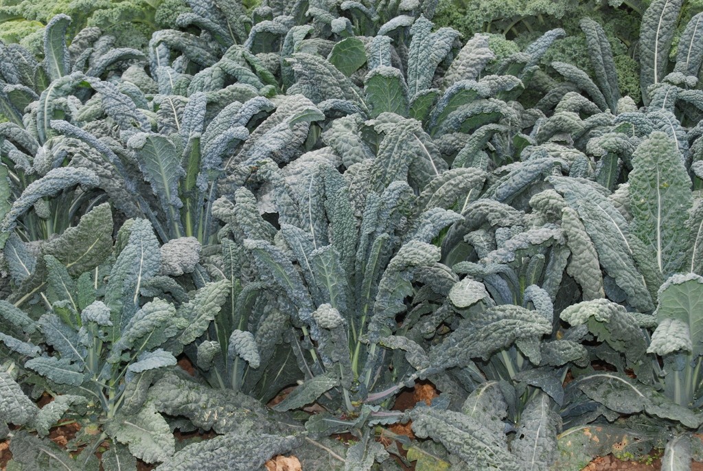 LacinatoDinosaur Kale Harvesting History