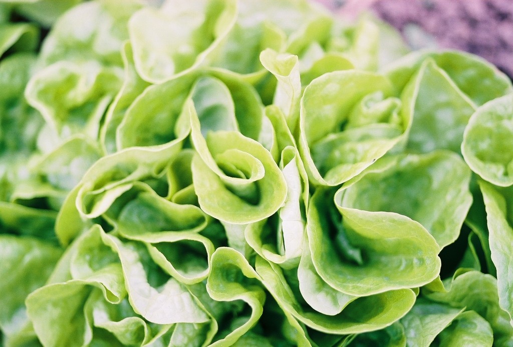 Lettuce, Buttercrunch Harvesting History