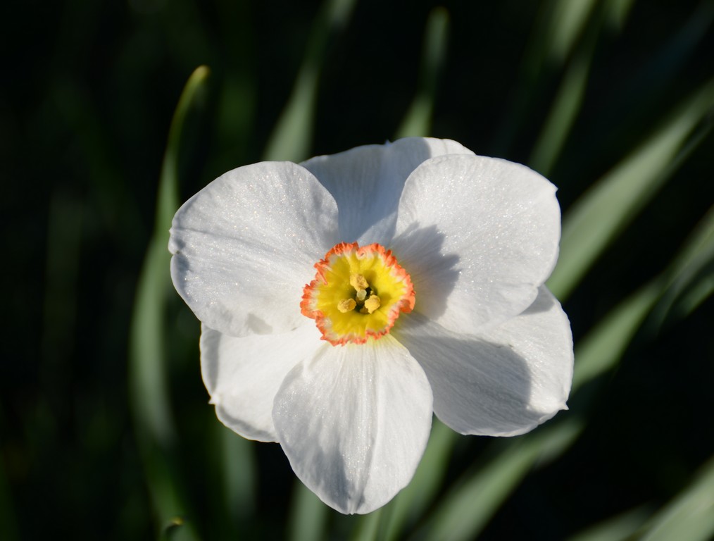 Narcissus Pheasant's Eye - Harvesting History