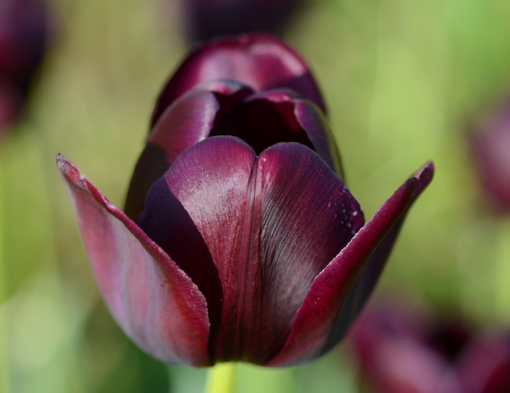 Humphreys Garden Tulip Bulbs 25 x Queen of The Night