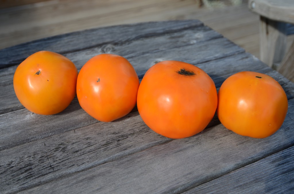 Russian Persimmon - Harvesting History