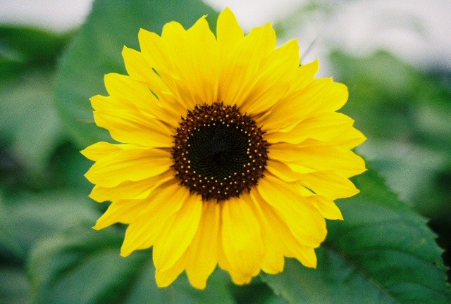 Sunflower, Dwarf Sunspot