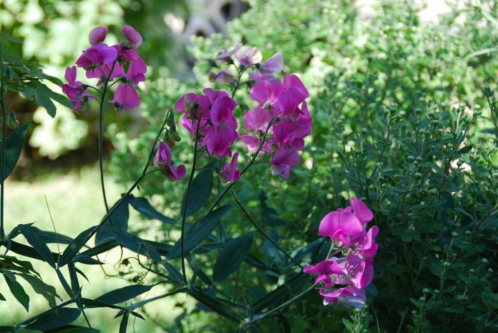 Sweet Pea Cuthbertson Harvesting History