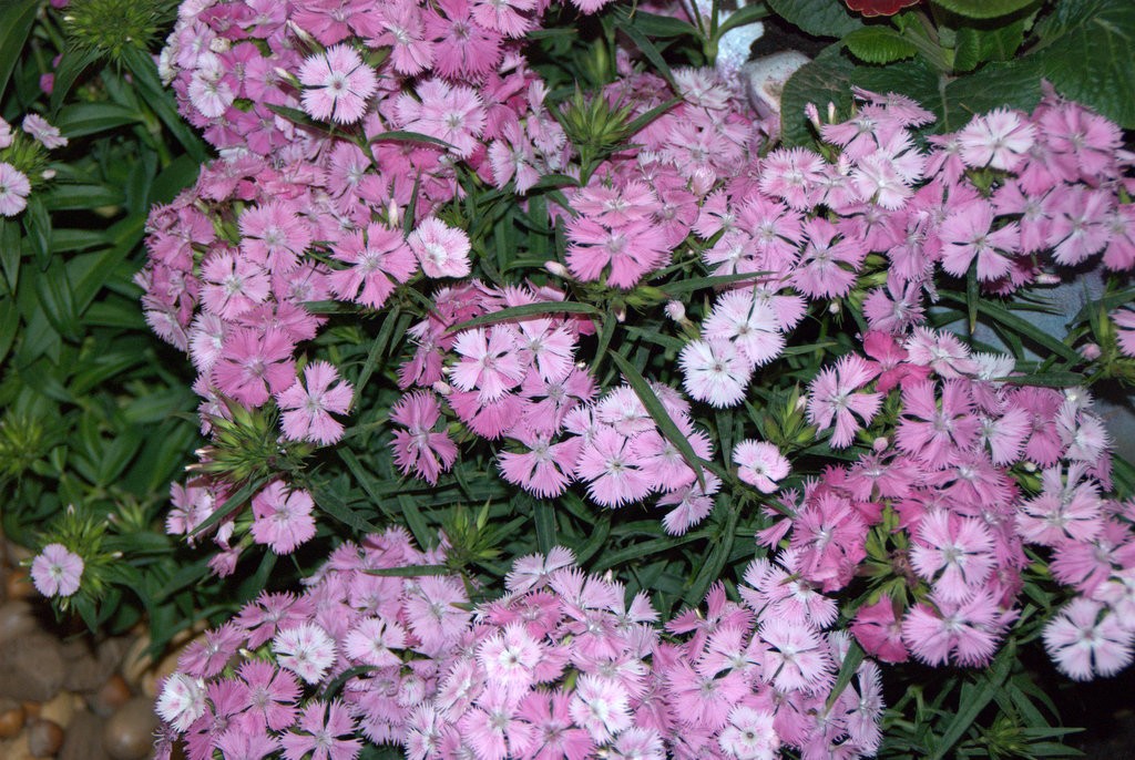 Sweet William, Single Harvesting History