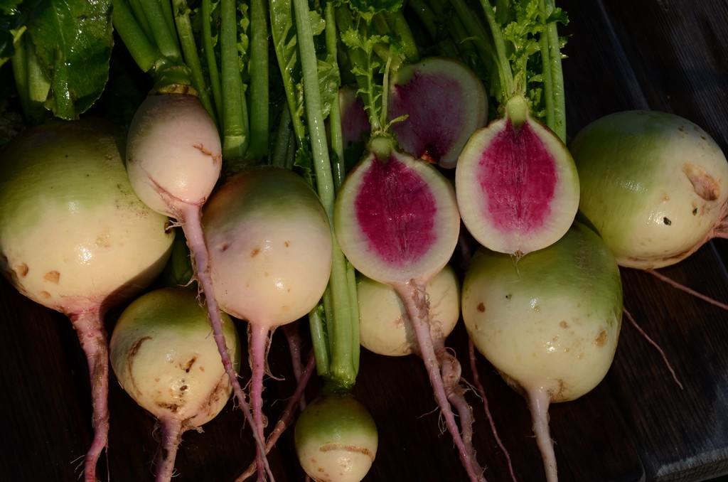 Vegetables for Fall Planting Red Meat Radish Harvesting History