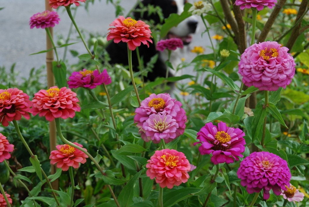 Zinnia California Giant Mix - Harvesting History