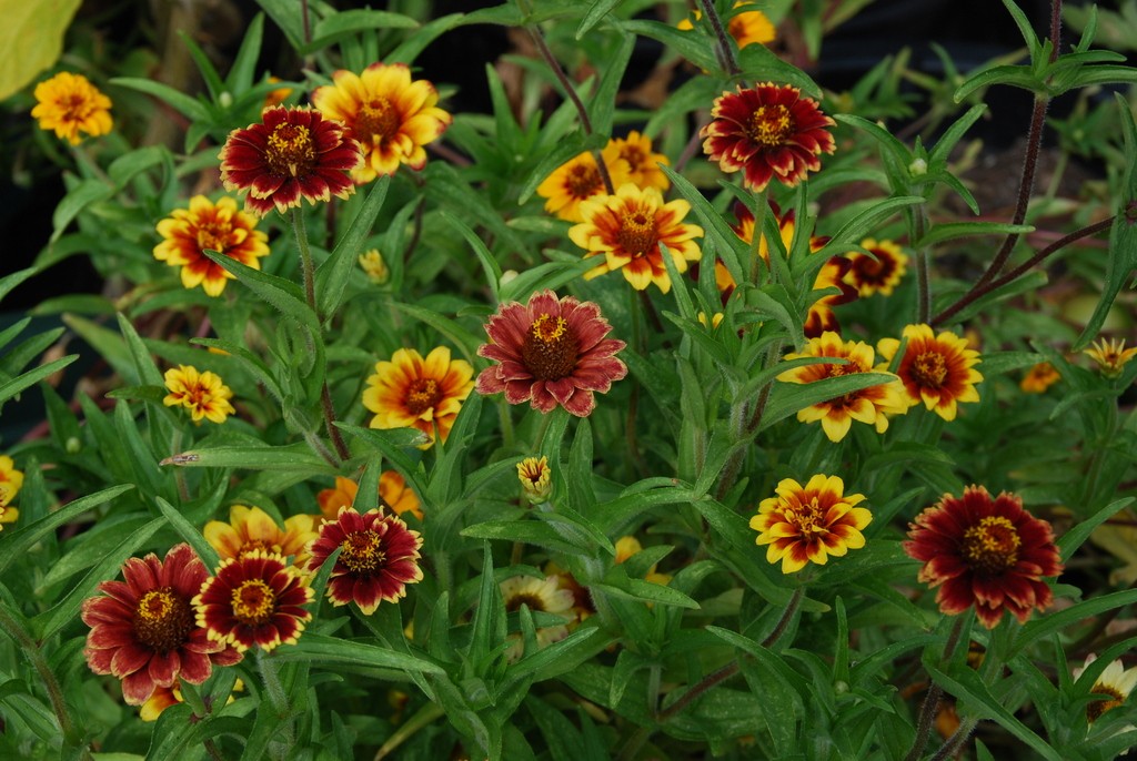 Zinnia, Persian Carpet Harvesting History