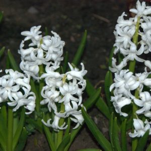 Hyacinth White Peqrl