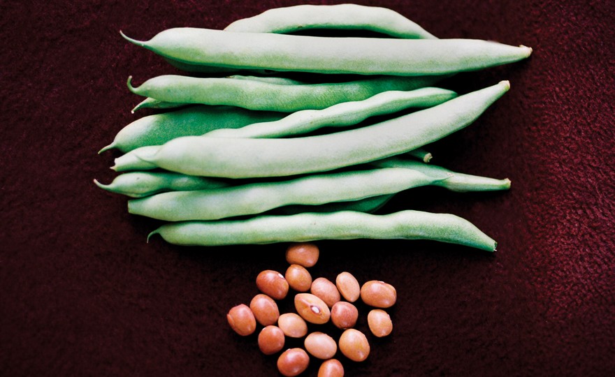 Shop Bush Bean, Kentucky Wonder Brown and other Seeds at Harvesting History