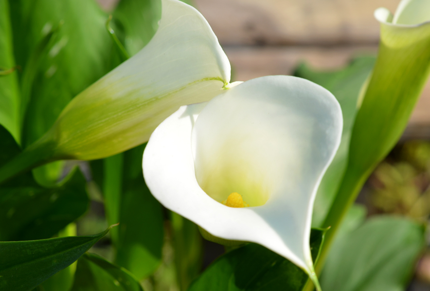 Shop Calla Lily, Snowboard - 1 bulb and other Seeds at Harvesting History