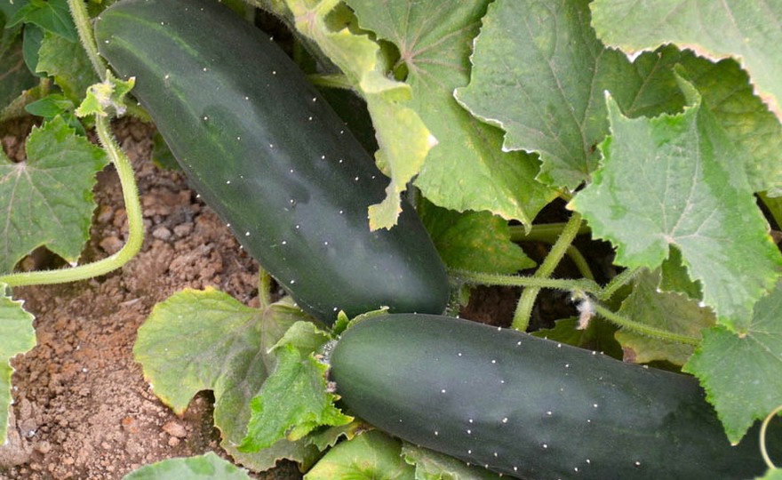 100 Long Green Improved Cucumber Slicing Cucumis Sativus Frụit Sëëds