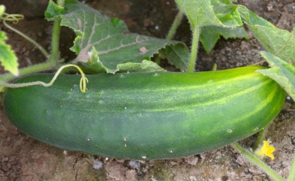 Slicing Cucumber, Straight 8