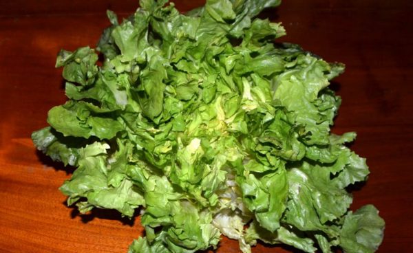 Endive, Escarole-Batavian Broad Leaf Escarole