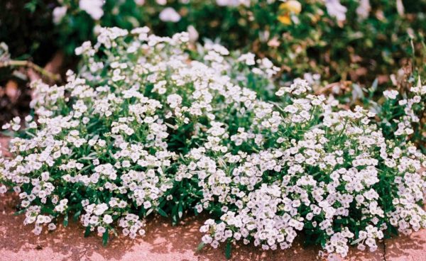 Alyssum, Carpet of Snow