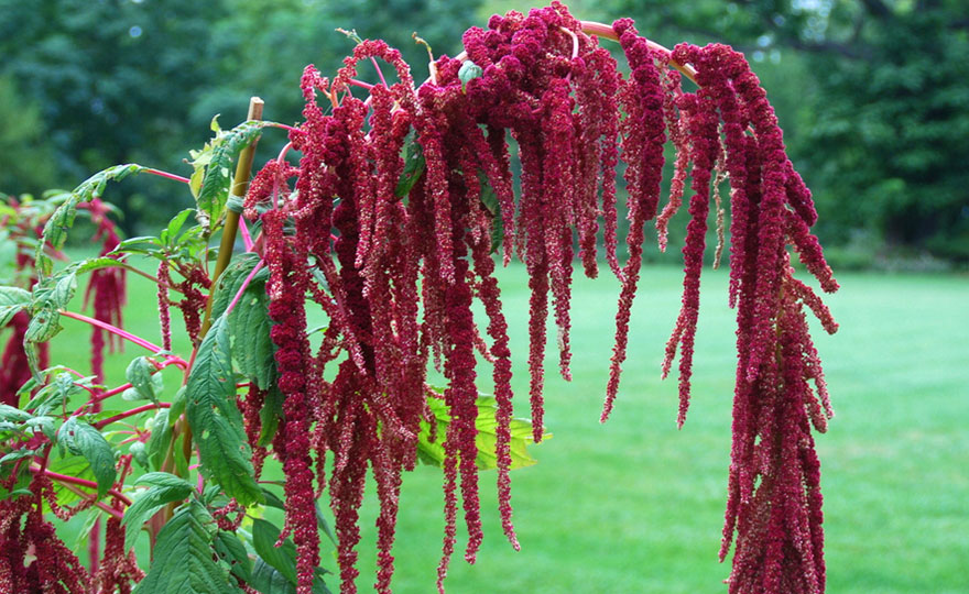 Shop Amaranthus, Caudatus Bleeding) and other Seeds at Harvesting History