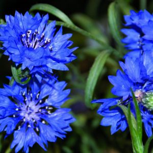 Blue Lace Flower Plants | Plantgem