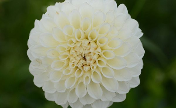 Specialty-Pom Pon Dahlia, Boom Boom White