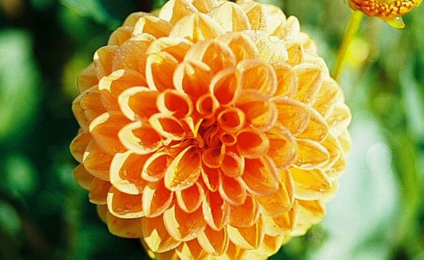 Specialty-Pom Pon Dahlia, Golden Scepter