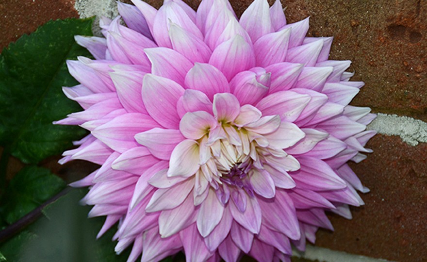 Shop Mom's Special and other Seeds at Harvesting History