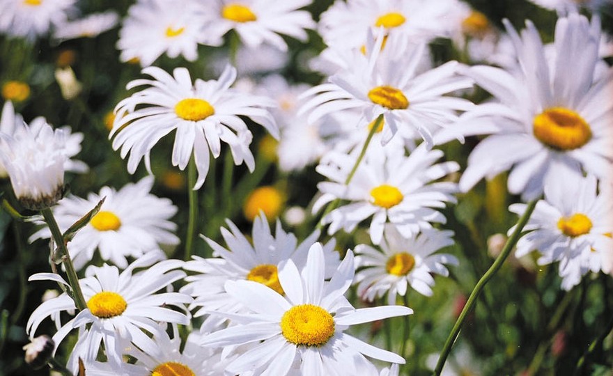 Long-lasting Shasta Daisies brighten the summer garden 