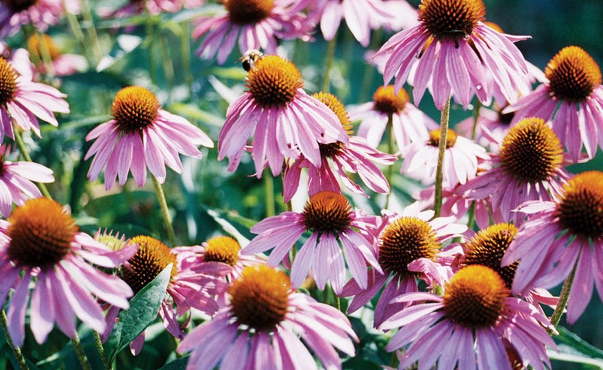 HH_Flow_EchinaceaPurpleConeflower22.jpg Harvesting History