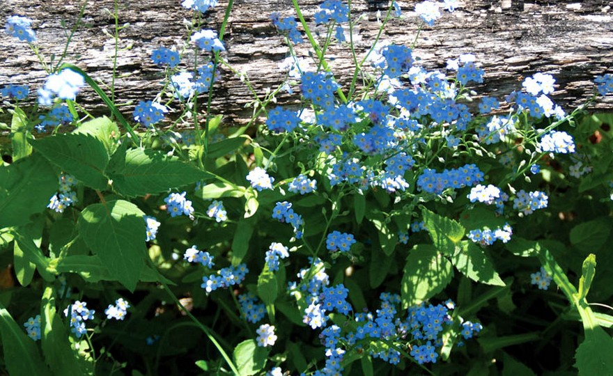 Chinese Forget Me Not Seeds