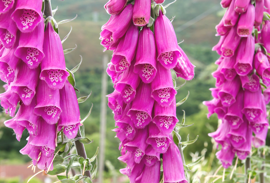Shop Foxglove and other Seeds at Harvesting History