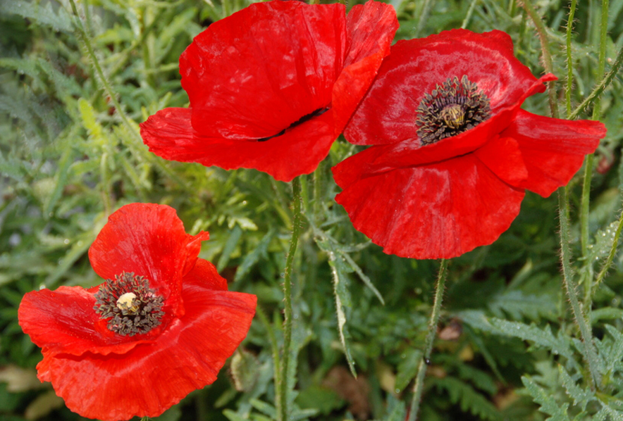 Shop Poppy Red American Legion And Other Seeds At Harvesting History