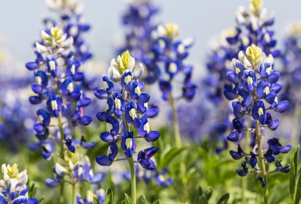 Shop Texas Bluebonnet and other Seeds at Harvesting History