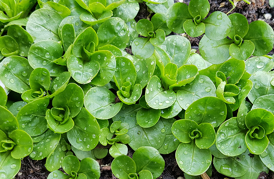 Growing Corn Salad Greens - How To Use Mache Greens In The Garden
