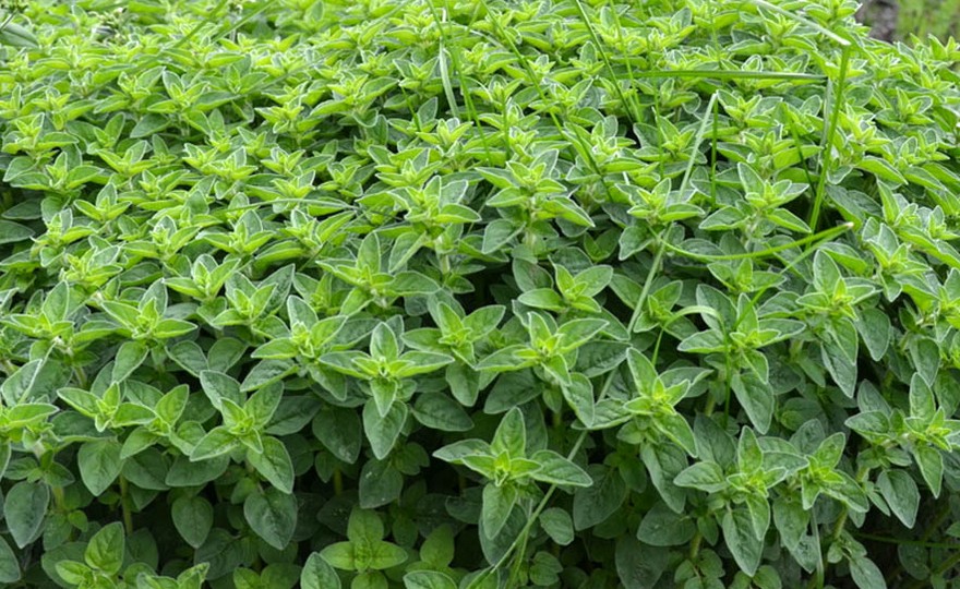 American Pennyroyal Plant