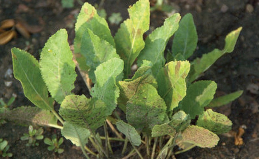 Shop Herb, Sorrel and other Seeds at Harvesting History