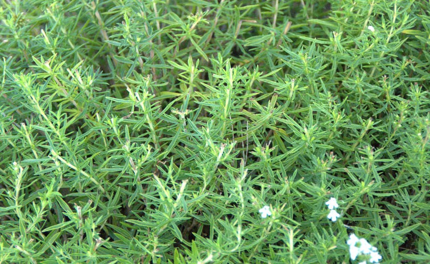 Winter Savory Herb