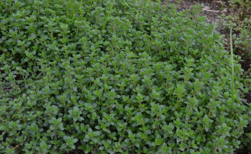 marjoram plant