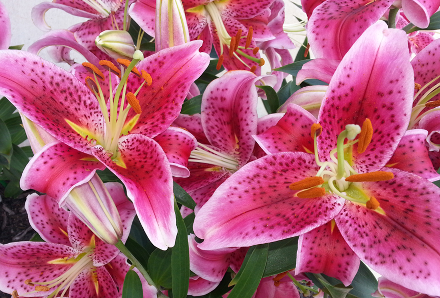 Shop Oriental Lily, Stargazer and other Seeds at Harvesting History