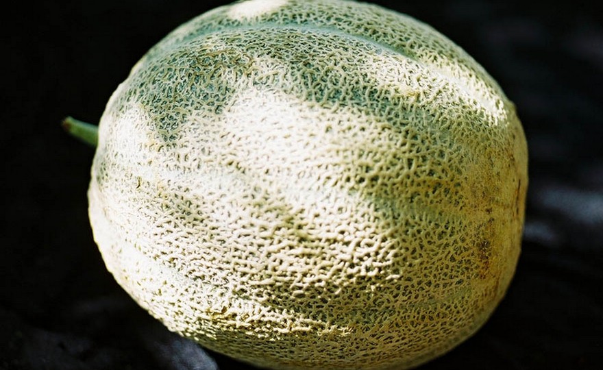 Jumbo Honeydew Melon