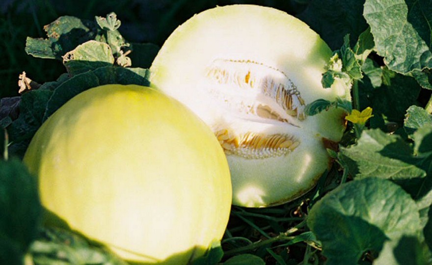 Honey Melon Yellow Plant