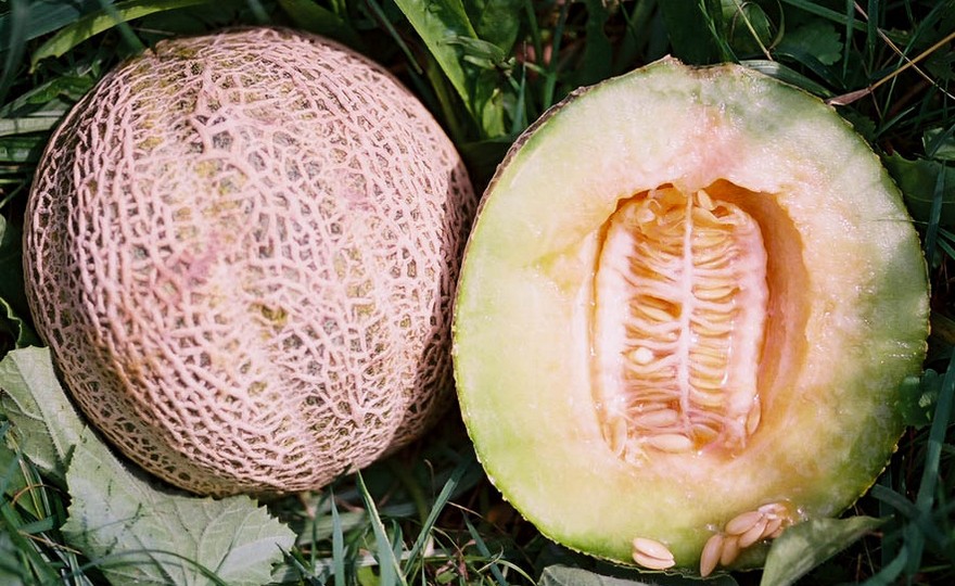 Shop Melon, Rocky Ford aka Edens Gem and other Seeds at Harvesting History